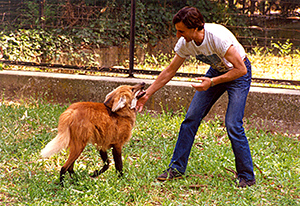 foto di Romano Paggetti gioca con il giovane crisocione 'Fiocco' (circa 1996)
